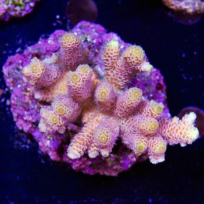 newcoral1418b - 85+ New WYSIWYG Acros at Cherry Corals!